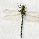 Image of Castoraeschna januaria