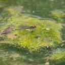 Image of Pseudagrion vaalense