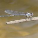 Image of Argia moesta