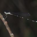 Image of Drepanosticta sundana