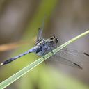 Image of Erythrodiplax basalis