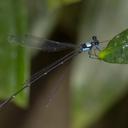 Image of Coeliccia sasamotoi