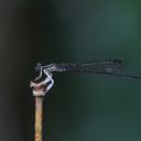 Image of Proplatycnemis hova
