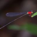 Image of Amphicnemis gracilis