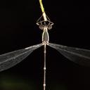 Image of Episynlestes