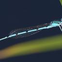 Image of Enallagma doubledayi