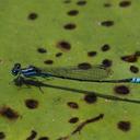 Image of Azuragrion kauderni