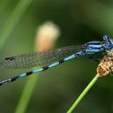 Image of Argia leonorae
