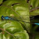 Image of Mesamphiagrion laterale