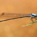Image of Elattoneura glauca