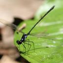 Image of Megapodagrionidae