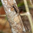 Image of Episynlestes albicaudus