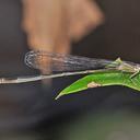 Image of Leptobasis guanacaste