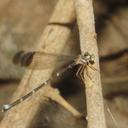 Image of Palaemnema paulicoba