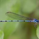 Image of Argia inculta