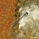 Image of Pseudagrion arabicum