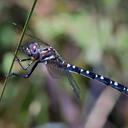 Image of Zephyrogomphus