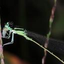 Image of Ischnura ultima