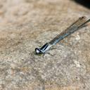 Image of Pseudagrion kersteni