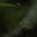 Image of Coeliccia nigrescens