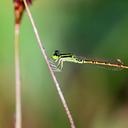 Image of Agriocnemis keralensis