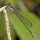 Image of Argia acridens