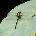Image of Fukienogomphus
