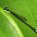 Image of Ischnura prognata
