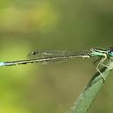Image of Ischnura intermedia