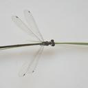Image of Isosticta gracilior