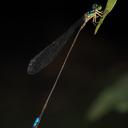 Image of Stenagrion dubium