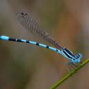 Image of Argia bipunctulata