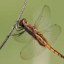 Image of Miathyria marcella