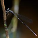Image of Melanesobasis corniculata