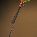 Image of Neoneura amelia