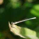 Image of Agriocnemis argentea