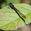 Image of Argia terira
