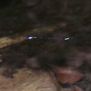Image of Protoneura capillaris