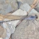 Image of Argia lugens