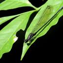 Image of Argia yungensis