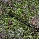 Image of Pseudagrion approximatum