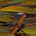 Image of Pseudagrion sublacteum