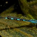 Image of Enallagma eiseni
