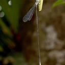 Image of Mecistogaster lucretia