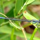 Image of Pseudagrion inopinatum
