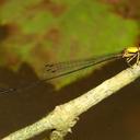 Image of Protoneura sulfurata