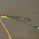Image of Acanthagrion obsoletum
