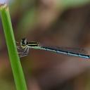 Image of Agriocnemis nana
