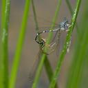 Image of Platycnemis foliacea