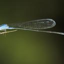 Image of Archibasis lieftincki